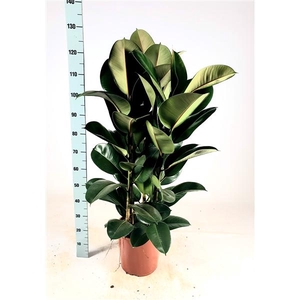 Ficus elastica 'Robusta' Toef 130cm