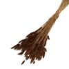 Droogbloem Lagurus 65cm 100g