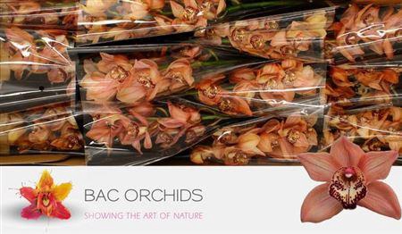 <h4>Cymb T Browny</h4>