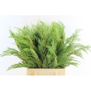 Conifer Green