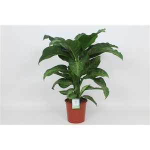 Purify Dieffenbachia Memoria Corsii 24 cm