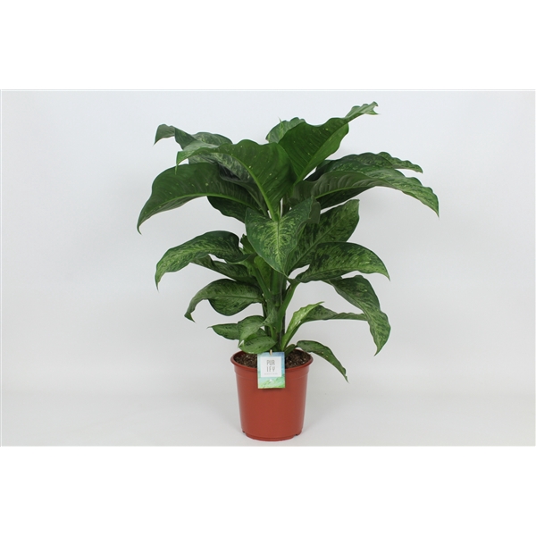 <h4>Purify Dieffenbachia Memoria Corsii 24 cm</h4>