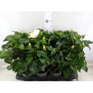 Hibiscus rosa-sin. 'Sunny'  ..mix