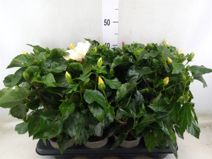 <h4>Hibiscus rosa-sin. 'Sunny'  ..mix</h4>