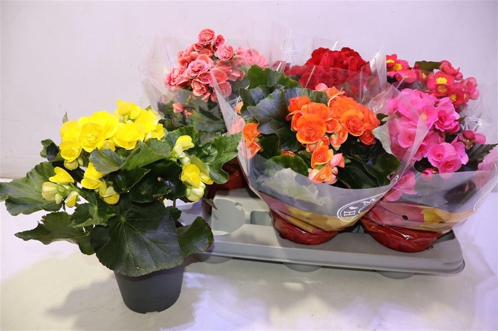 <h4>arr8 Beg Du Gem</h4>