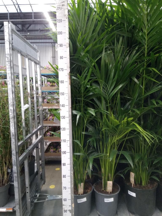 <h4>Howea forsteriana</h4>