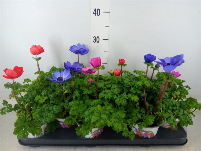 <h4>Anemone cor. 'Harmony'   ..mix</h4>
