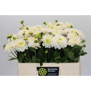Dahlia Never Give Up