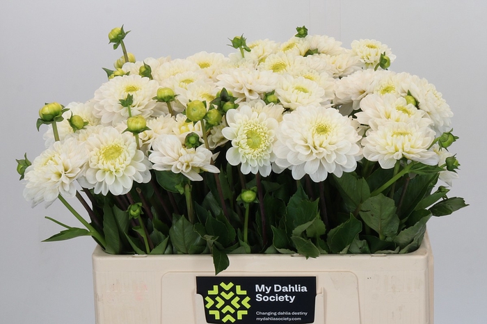 <h4>Dahlia Never Give Up</h4>