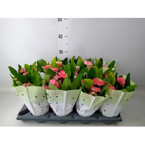 Euphorbia milii   ...