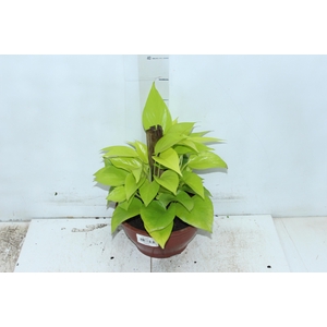 JIBOIA AMARELA C21