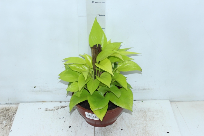 <h4>JIBOIA AMARELA C21</h4>