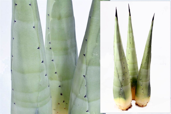 <h4>Agave Blad Heart</h4>