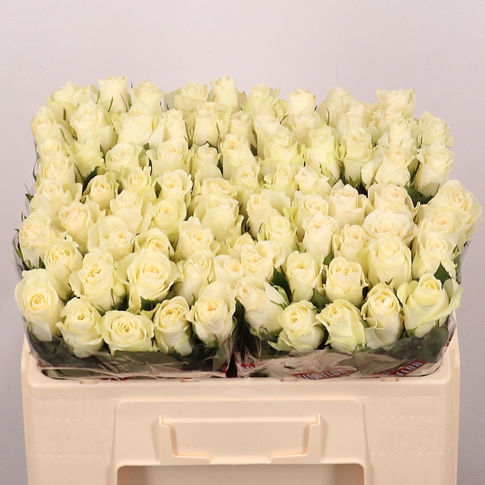 <h4>R GR ALBATROS</h4>