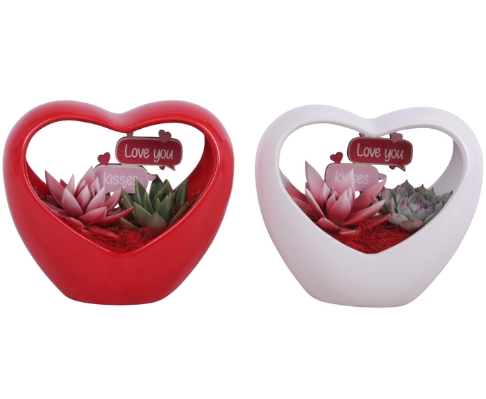 <h4>Valentine Arr. Succulent Ceramic Heartshape Bow Red/White Ø18cm</h4>