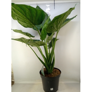 Alocasia cucullata