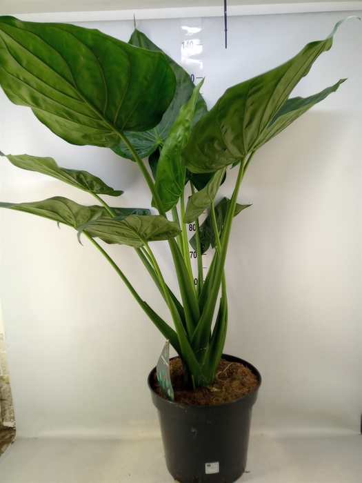 <h4>Alocasia cucullata</h4>