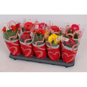 Gerbera Colourgame Hartjes hoes
