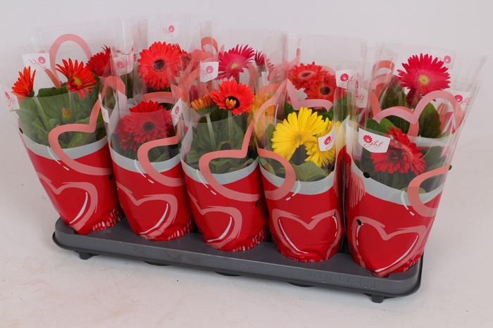 <h4>Gerbera Colourgame Hartjes hoes</h4>