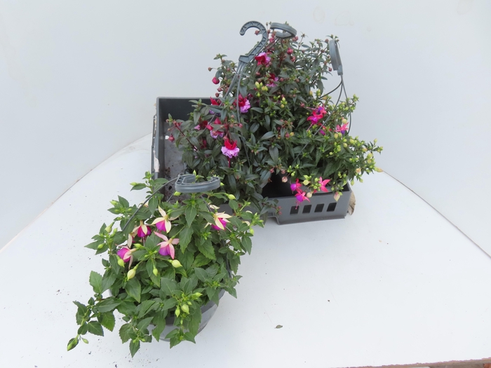 <h4>FUCHSIA GEM</h4>