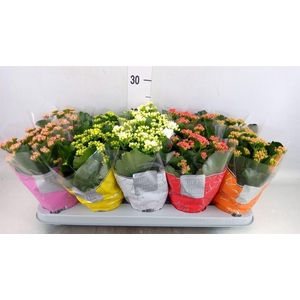 Kalanchoe blos. 'Perfecta'  ..mix 5