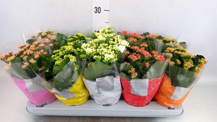 <h4>Kalanchoe blos. 'Perfecta'  ..mix 5</h4>
