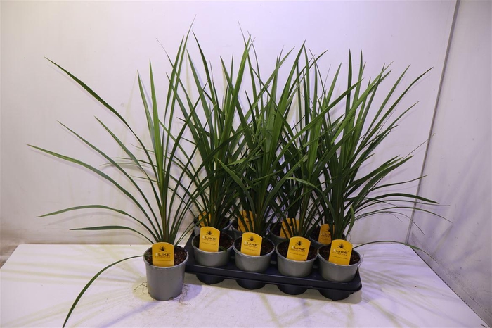 <h4>Cord In Peko</h4>