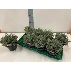 Lavan Angustifolia