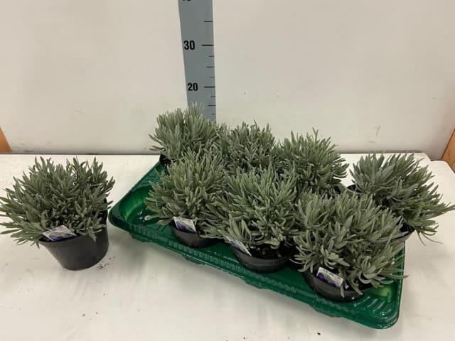 Lavan Angustifolia
