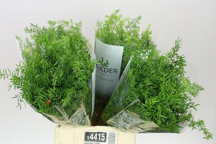 <h4>Asparagus Cwebe</h4>