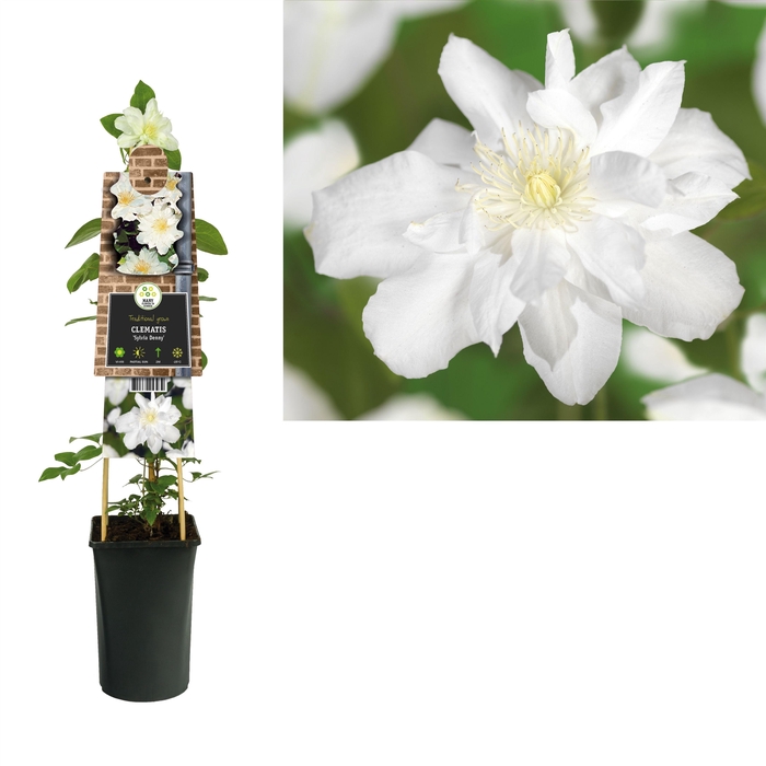 <h4>Clematis 'Sylvia Denny' +3.0 label</h4>