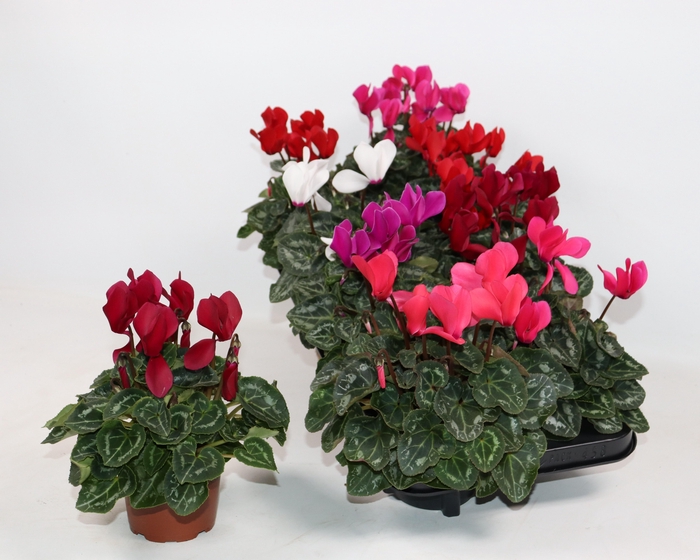 <h4>CYCL MD SUP ALLURE</h4>