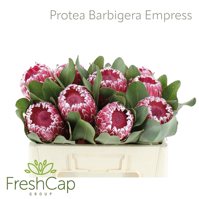 Protea Barbigera Empress