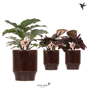 Kolibri Greens Calathea mix in Classy pot brown