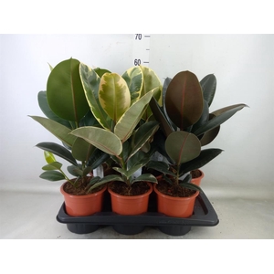 Ficus elastica   ...mix 3