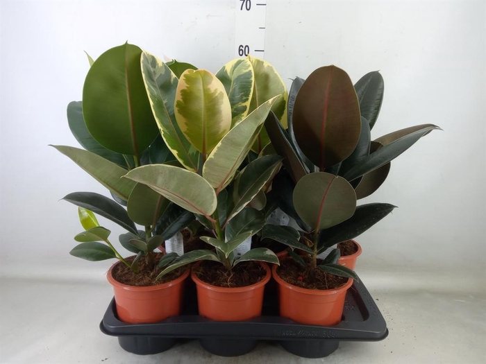 <h4>Ficus elastica ...mix 3</h4>