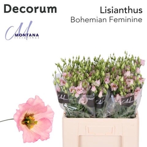 Eust Wonder Pink Feminine 60 cm Montana