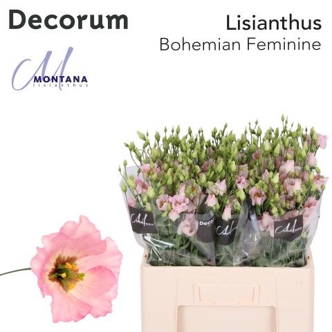 Lisianthus Bohemian pink feminine 60cm