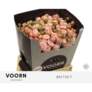 Rosa spray britney