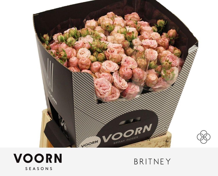 <h4>Rosa spray britney</h4>