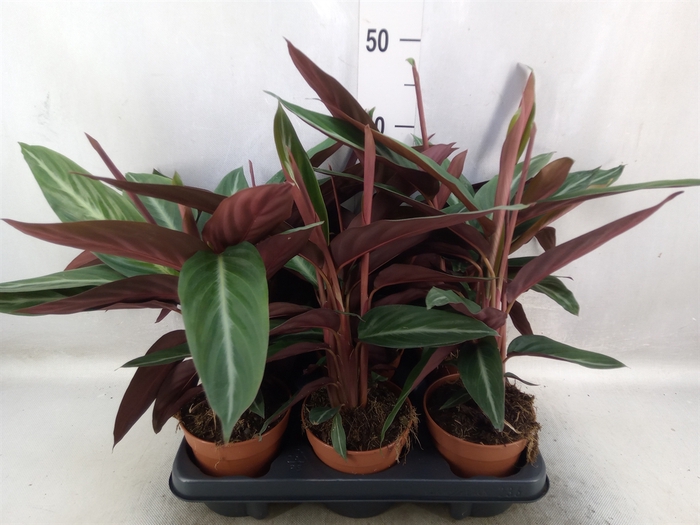 <h4>Calathea   ...</h4>