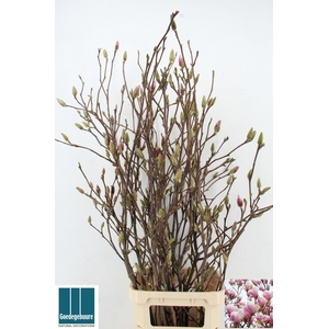 MAGNOLIA GRANDIFLORA