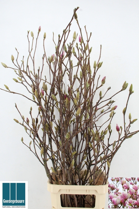 <h4>MAGNOLIA GRANDIFLORA</h4>