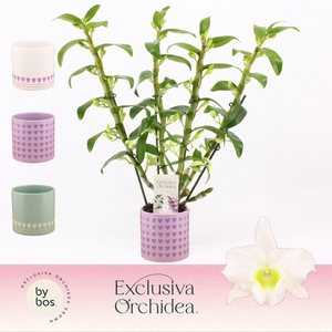 Dendrobium Nobilé, Apollon 4-spike in Horizon Love 'Exclusiva Orchidea'