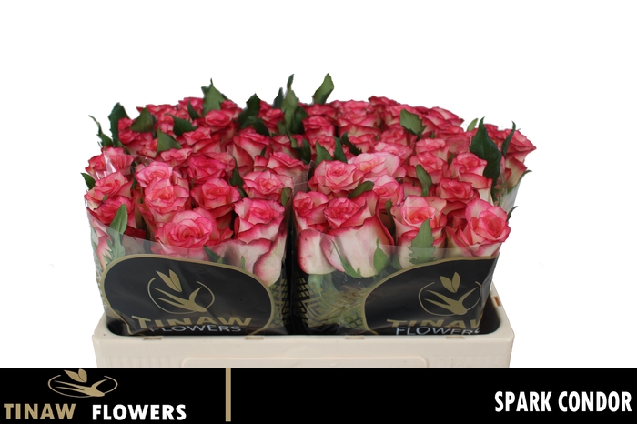 <h4>R GR SPARK CONDOR</h4>