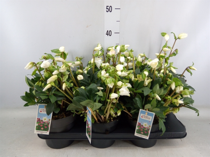 <h4>Helleborus niger</h4>