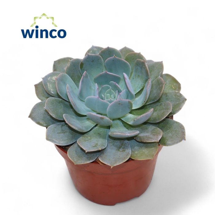 <h4>Echeveria Colorata</h4>