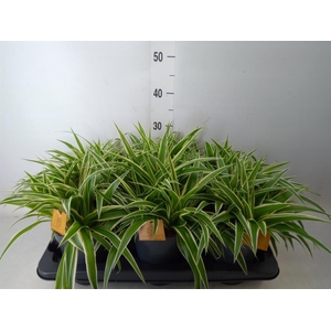 Chlorophytum com. 'Ocean'