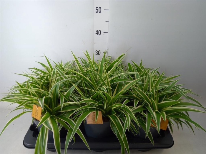 <h4>Chlorophytum com. 'Ocean'</h4>