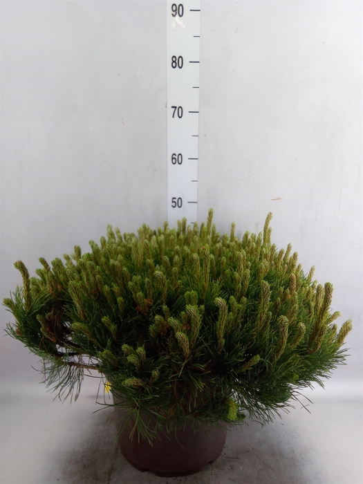 Pinus mugo